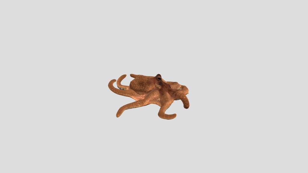 Octopus