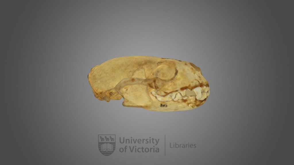 Northern River Otter specimen : female