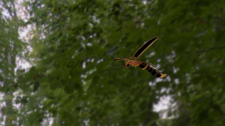 Firefly 3D Model