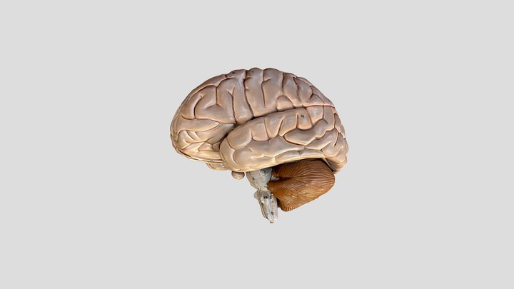 Full Human Brain Model - Basic 3D Model