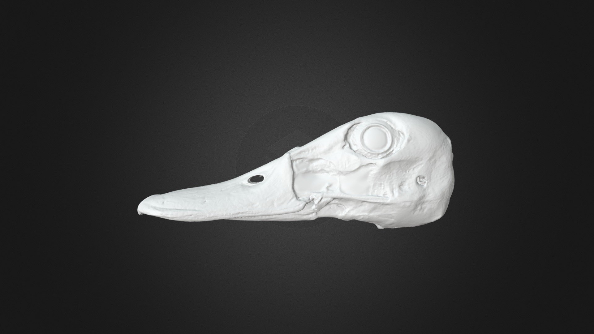 カルガモ頭骨 spot-billed duck's skull - Download Free 3D model by