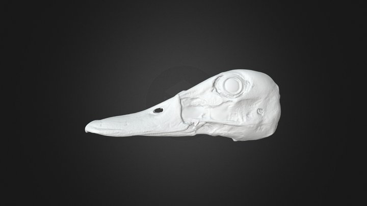 カルガモ頭骨 spot-billed duck's skull 3D Model