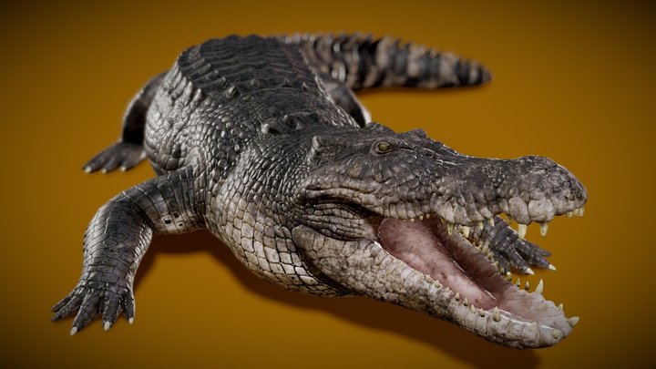 Saltwater Crocodile 3D Model