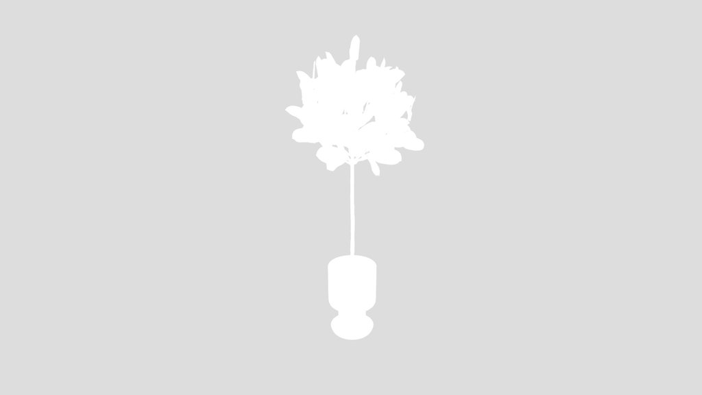 Rubber Ficus Elastica Abidjan Melany