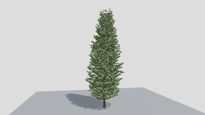 Cornus Kousa ヤマボウシ 3D Model