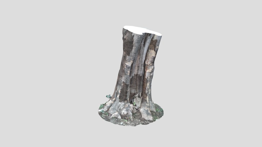 Tree Bark