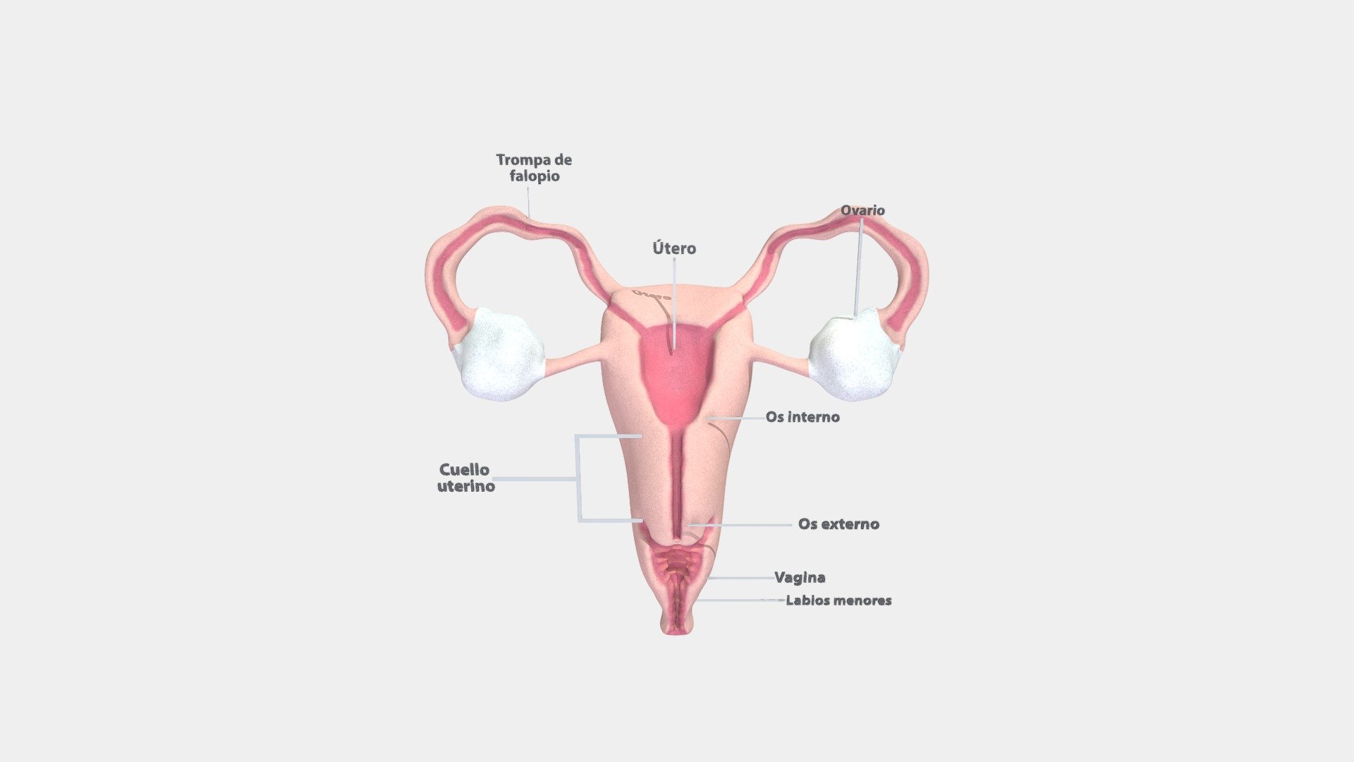 Partes organo reproductor femenino