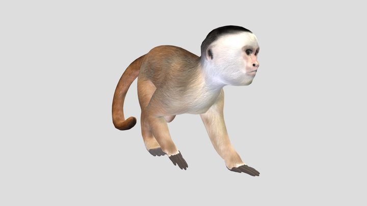 Capuchin 3D models - Sketchfab