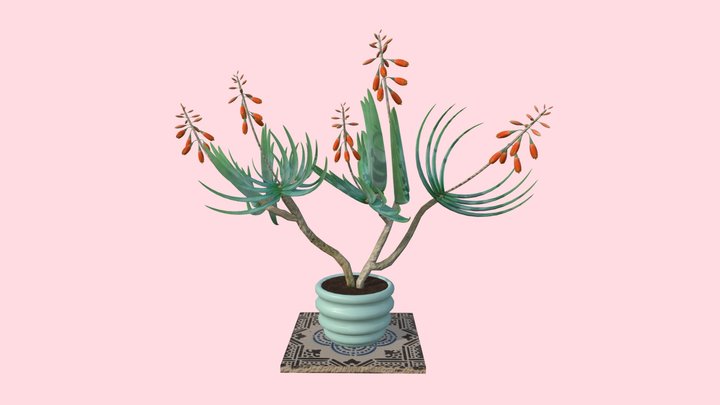 Fan Aloe (kumara plicatilis) 3D Model