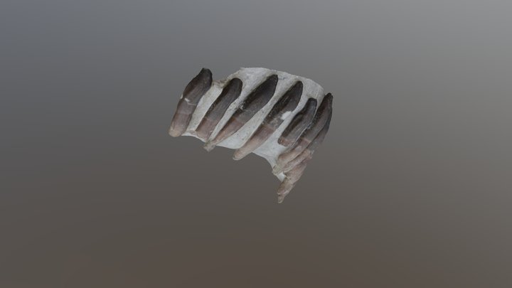 Europasaurus Zahnreihe 3D Model