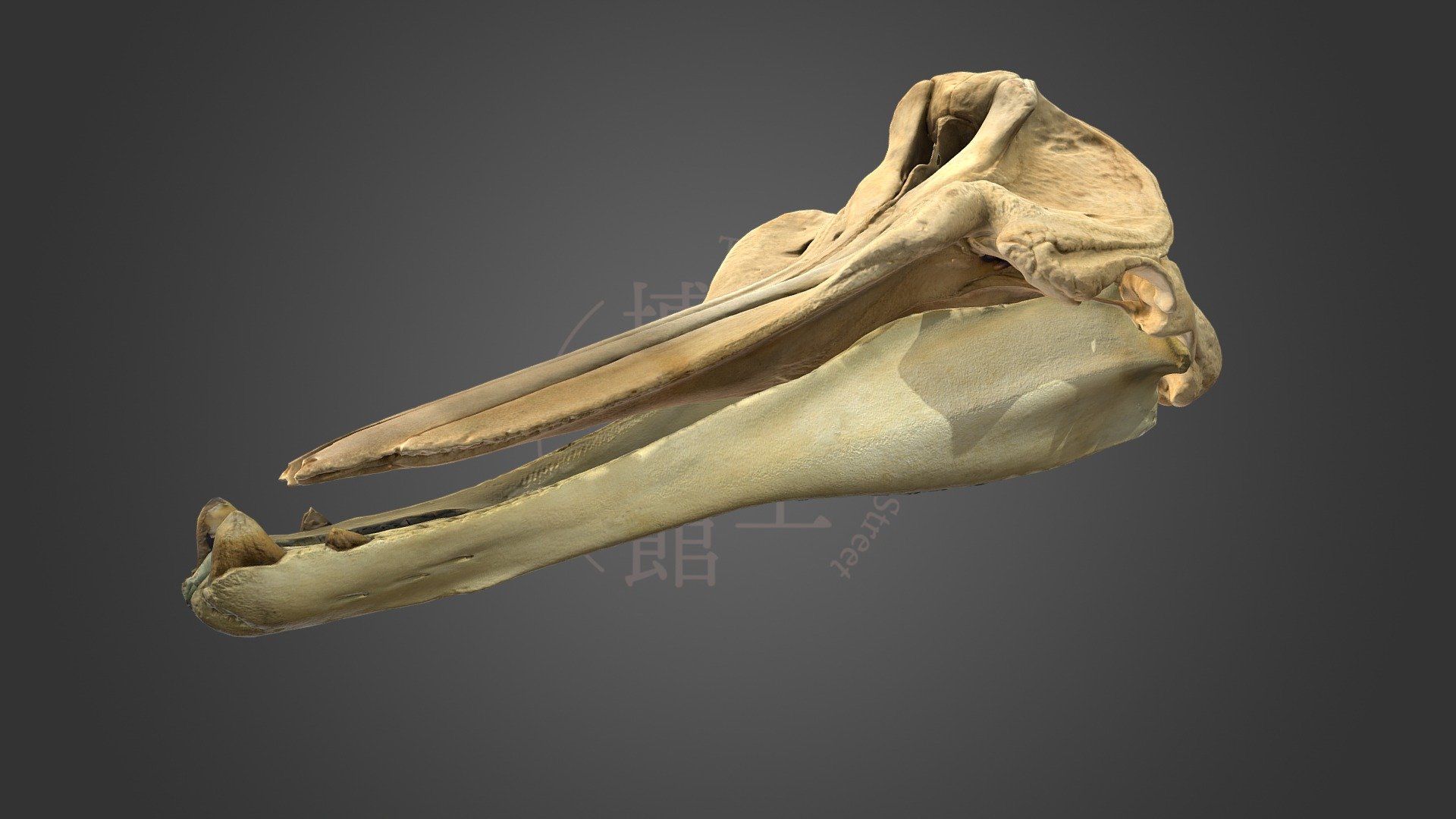 クジラ 鯨骨 標本 骨格 頭蓋骨 胸骨 頚椎 肋骨 | nate-hospital.com
