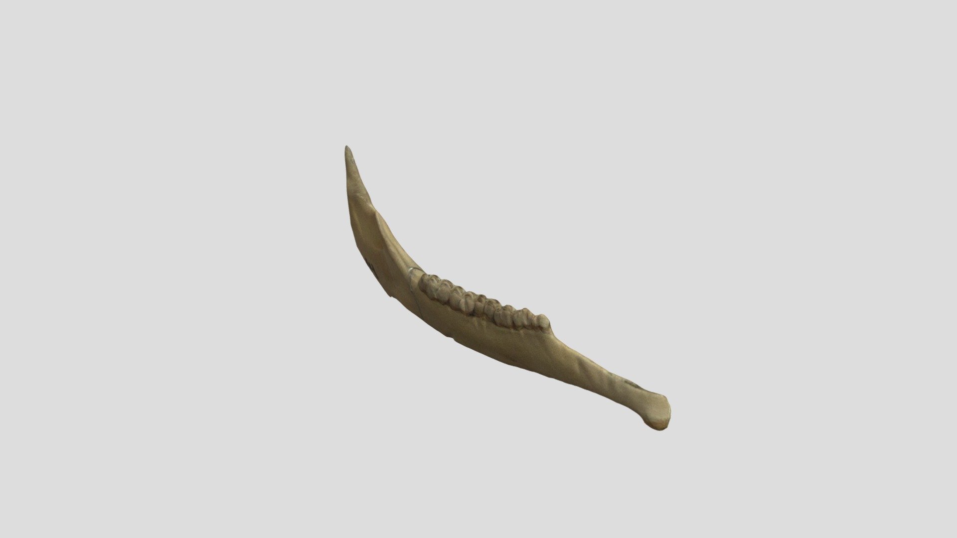 White-tailed deer jaw #A14