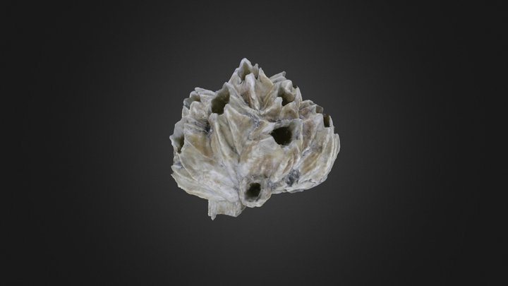 Barnacles: Concavus concavus (PRI 76866) – Modelo 3D gratuito STL