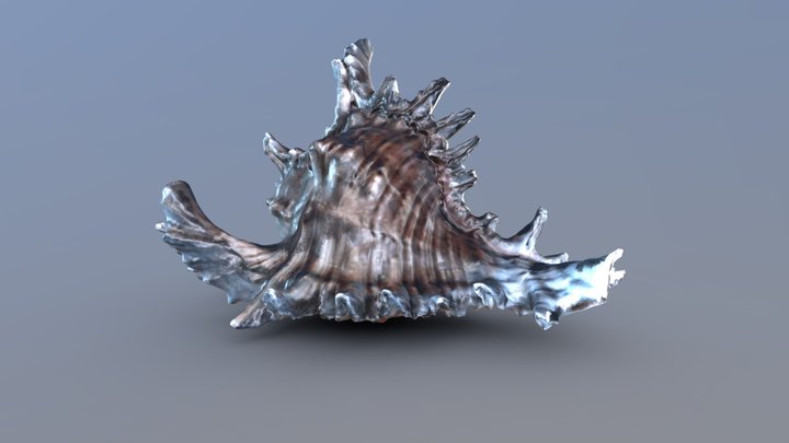 Endive Murex Shell - Game Ready 3D Model