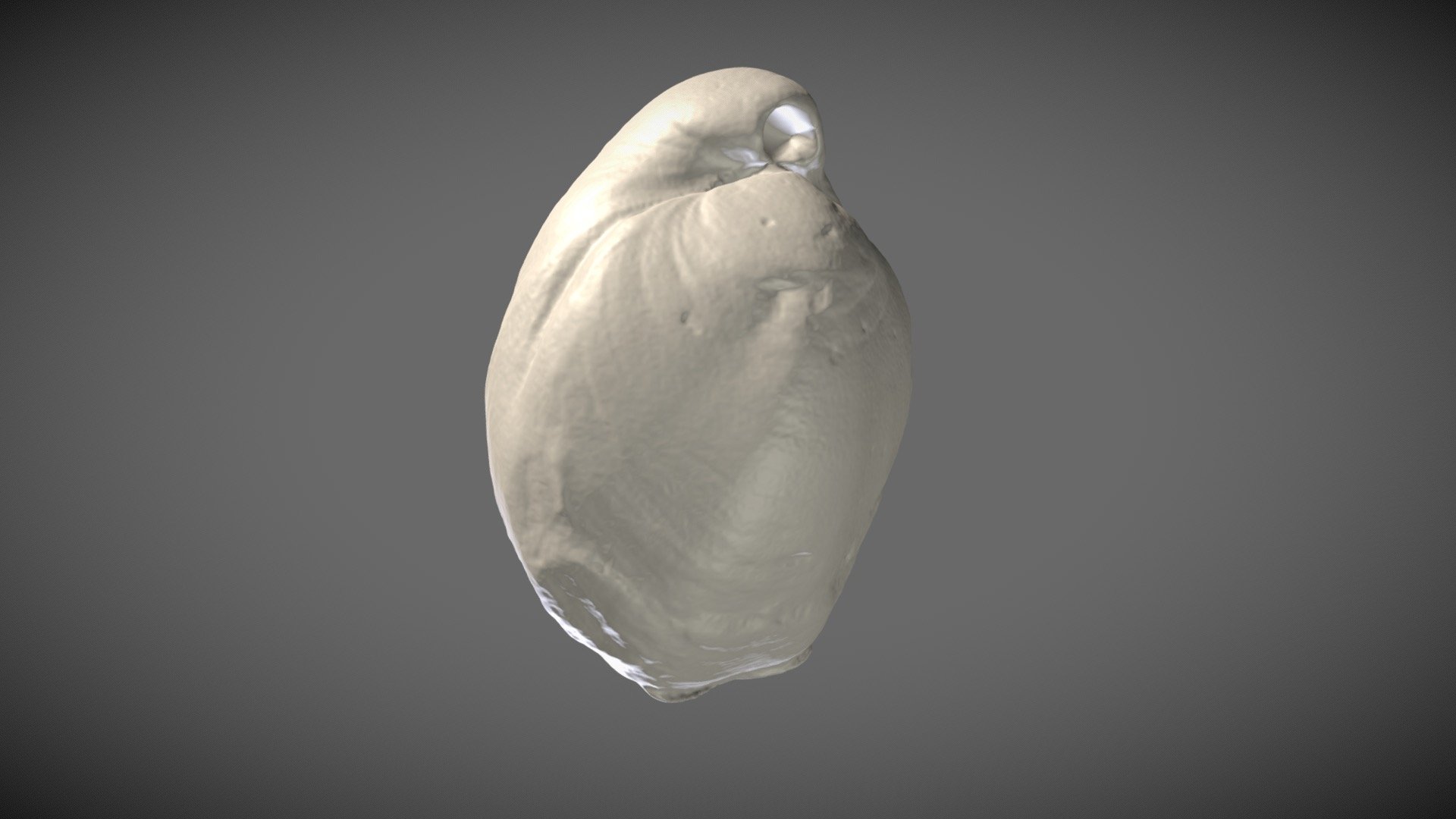 Fossil terebratulid brachiopod