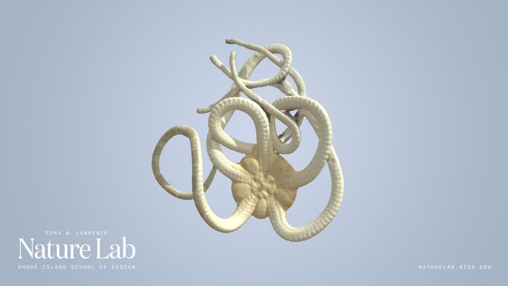 Brittle sea star – Kostenloses 3D-Modell STL