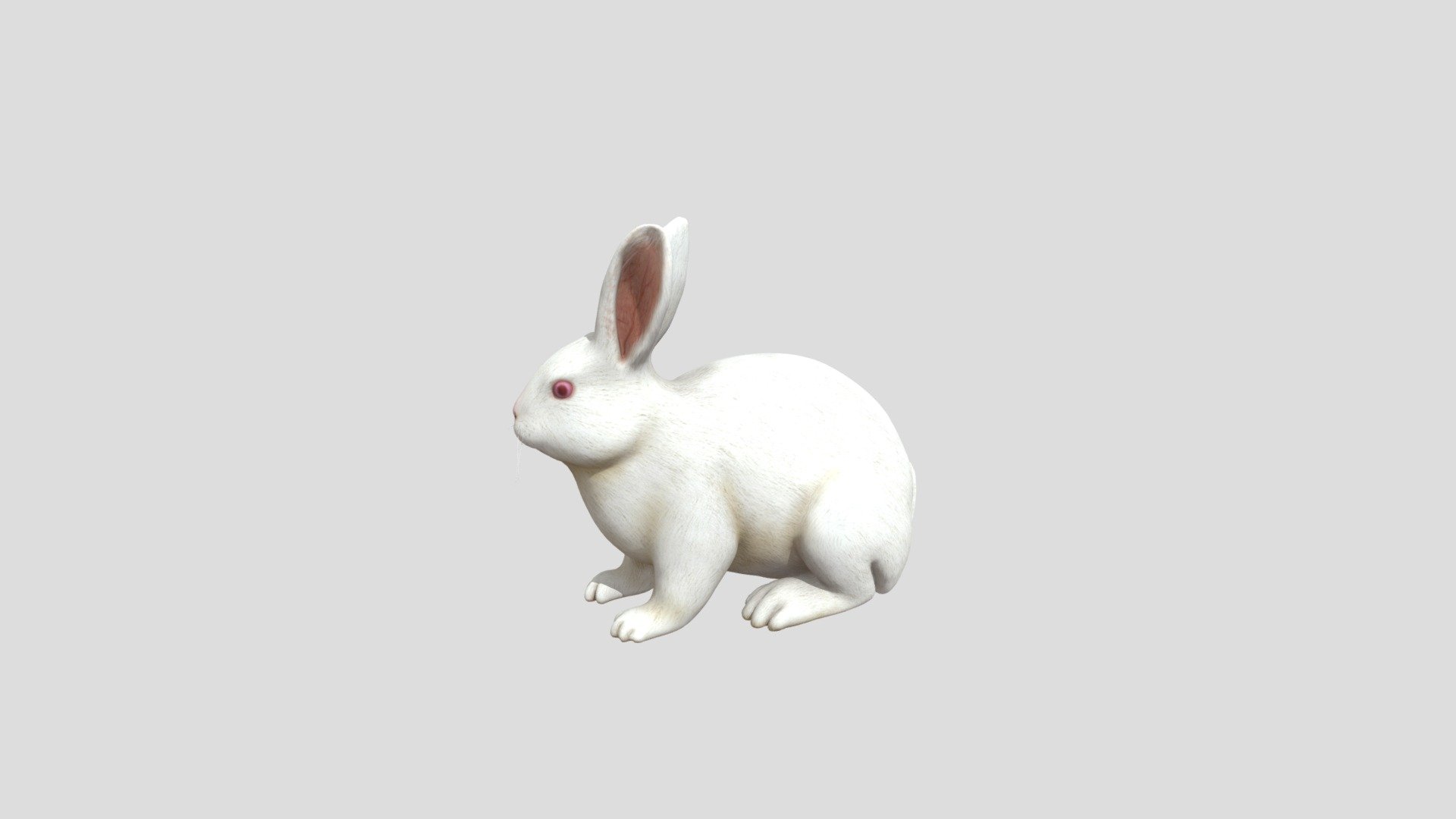 Descriptive text of rabbit - Download Free 3D model by rusmiyati67 ...