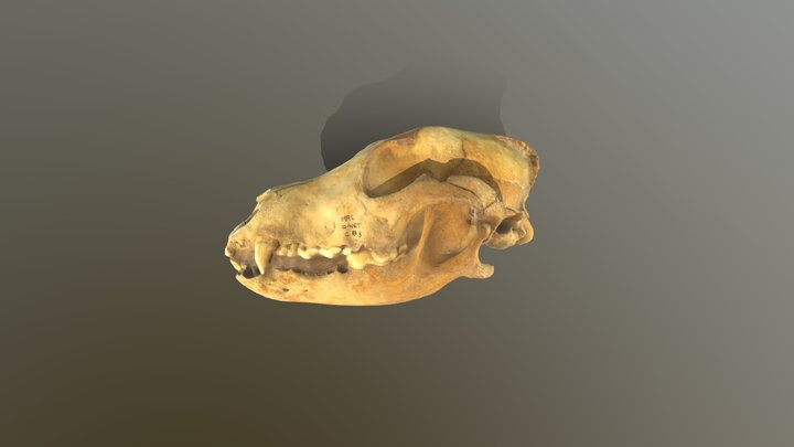 Crâne de chien carolingien 3D Model