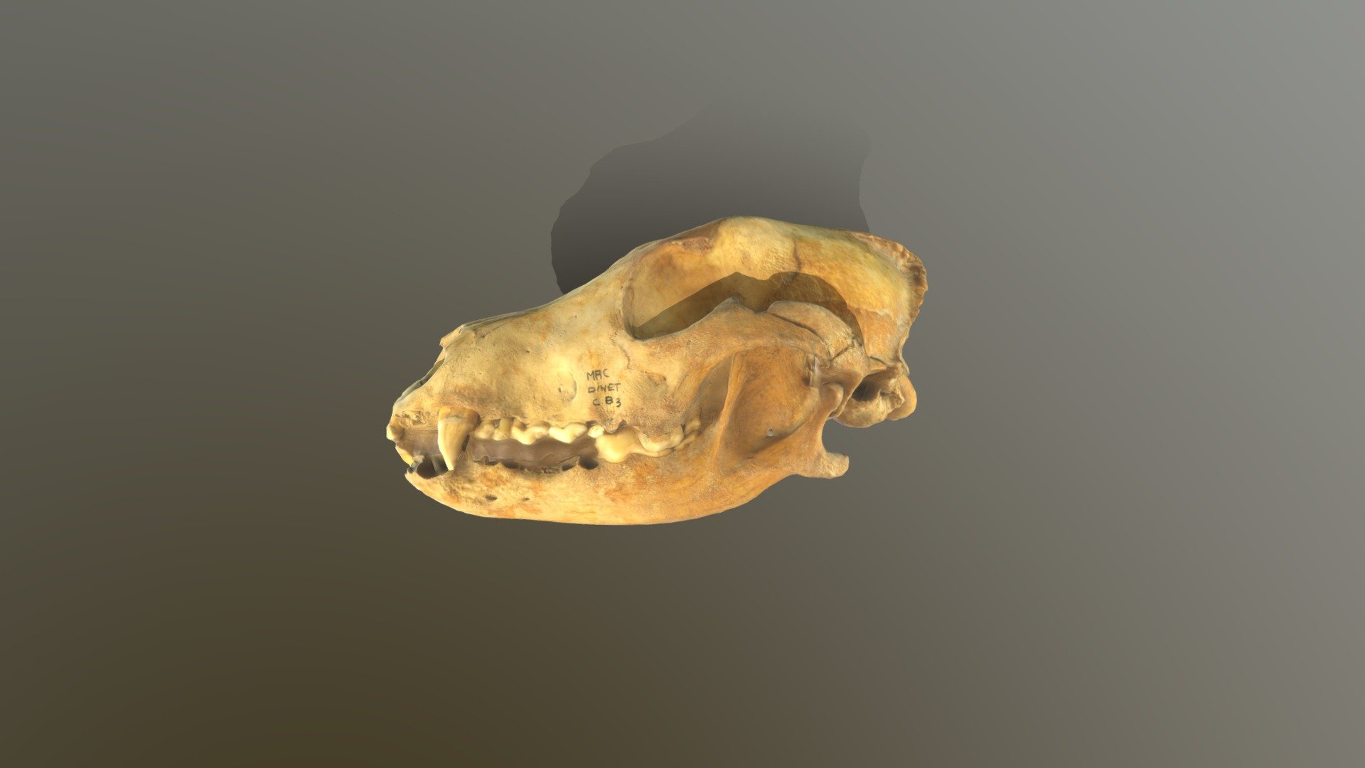 Crâne de chien carolingien