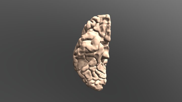 Cerebrum 3D Model