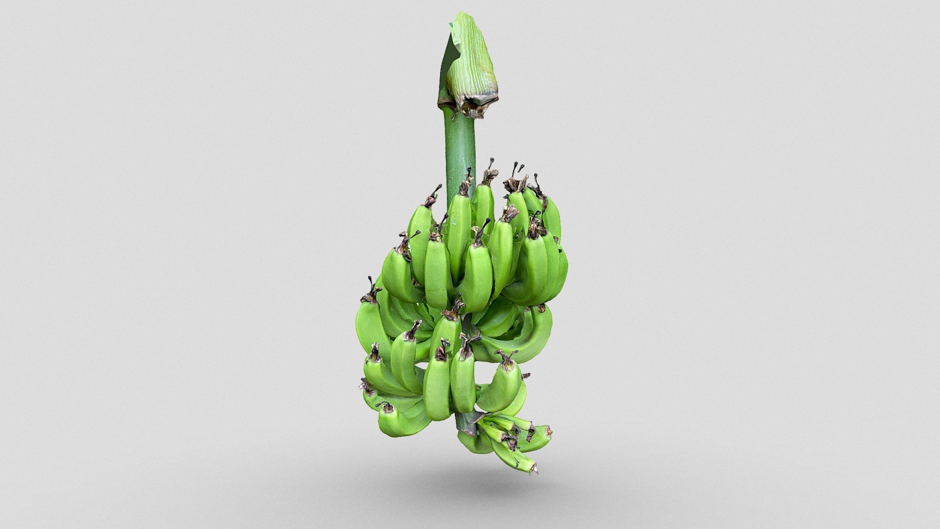 Bunch of bananas - Download Free 3D model by Emm (@edemaistre) [114dc23 ...