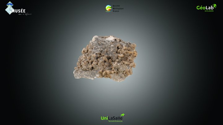Cnidaire - Siderastraea sp. – Kostenloses 3D-Modell STL