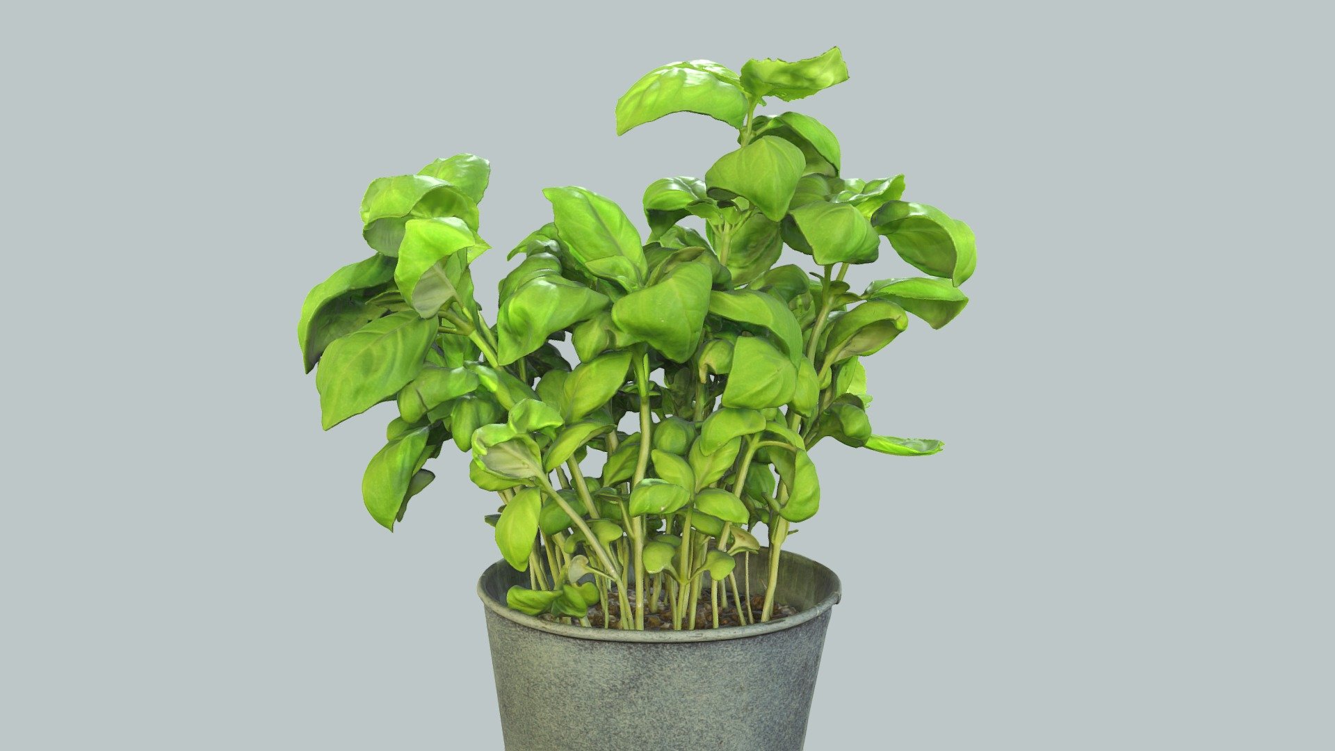 Basil plant Buy Royalty Free 3D model by Lassi Kaukonen