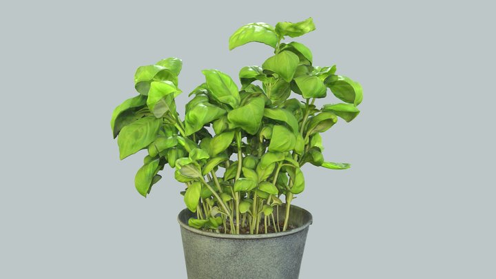 Basil plant 3D Model