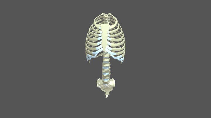 Vertebral Column With Ribs 3D Model