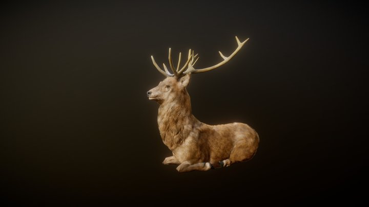 STAG ANIMATIONS 3D Model