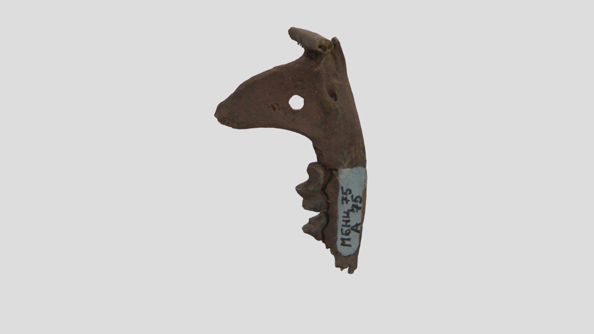 Pendant (rodent jaw)
