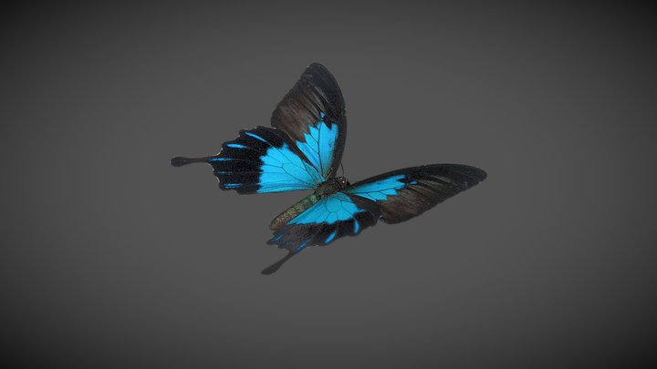 Ulysses Butterfly 3D Model
