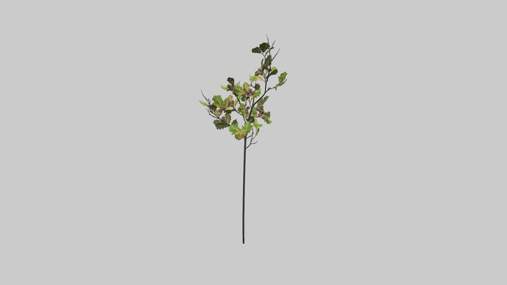 Acorn Branch 3D Model