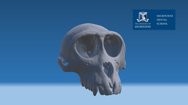 Macaque Skull