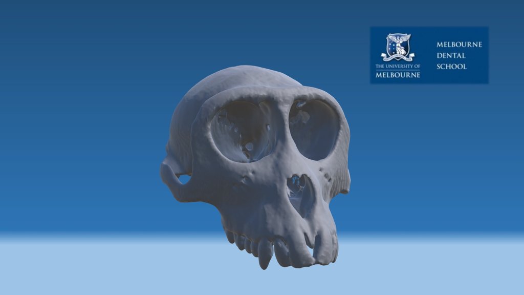 Macaque Skull