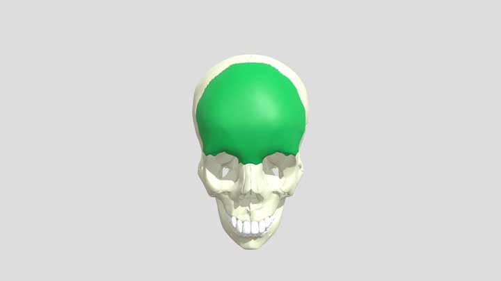 Bone043EXT 3D Model