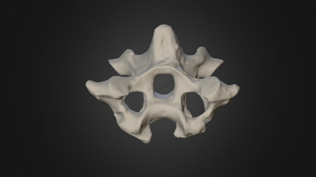 Fifth neck vertebra, Durban dodo 3D Model