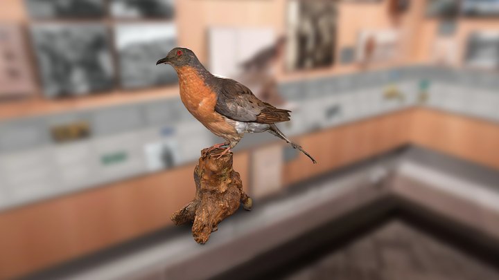 Passenger Pigeon (Ectopistes migratorius) - VT 3D Model