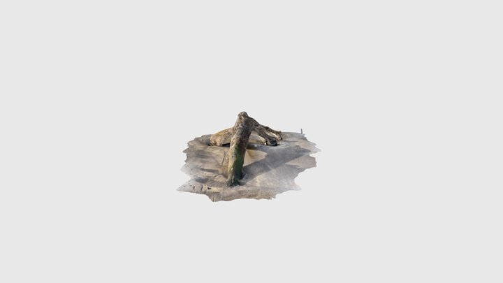 Driftwood 3D Model