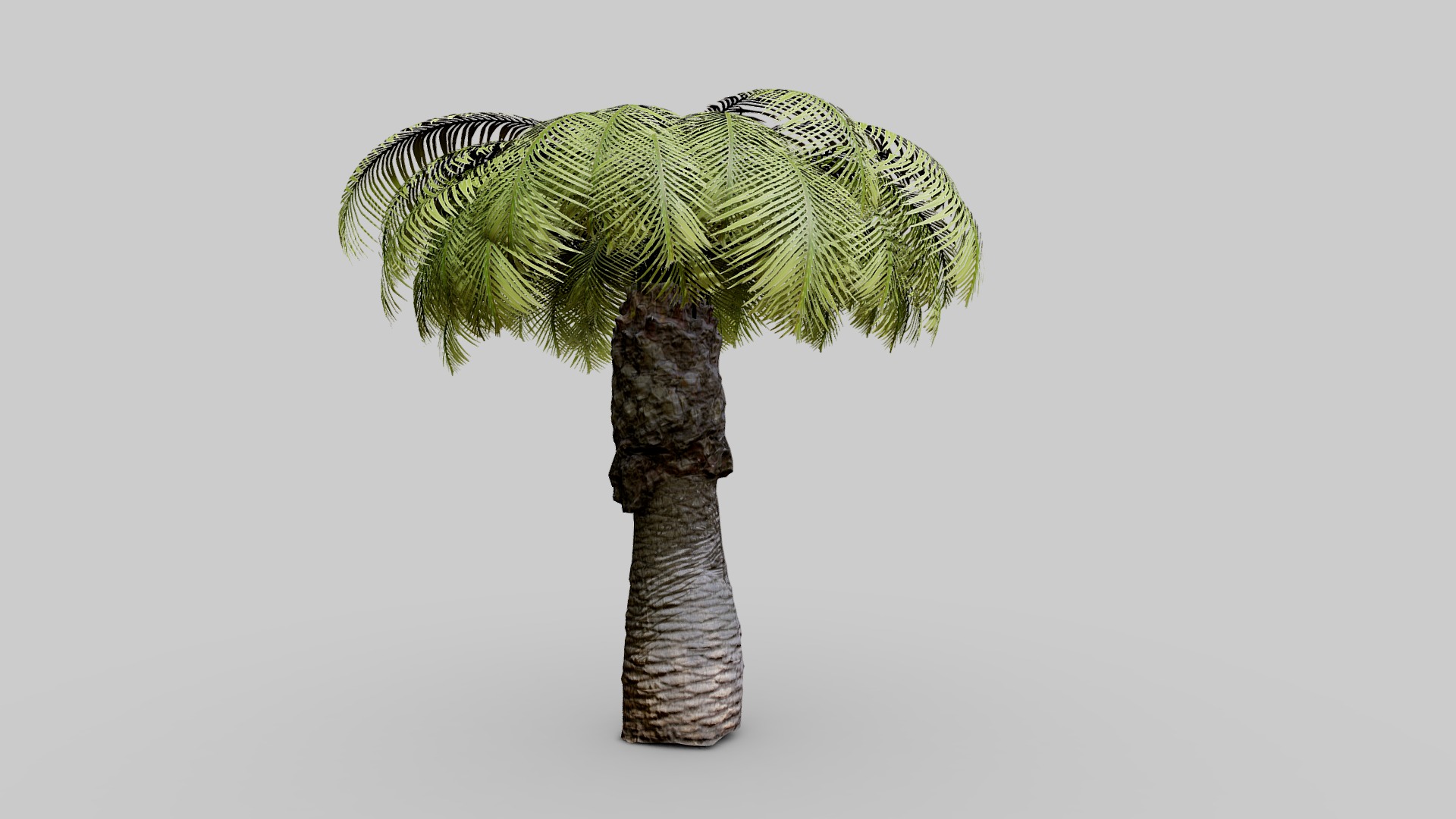 3D model Small Palm Tree - This is a 3D model of the Small Palm Tree. The 3D model is about a tree trunk with a green head.