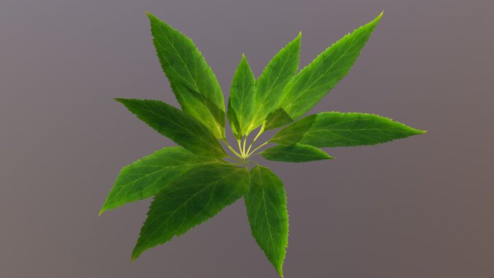 Plant 3 3D Model