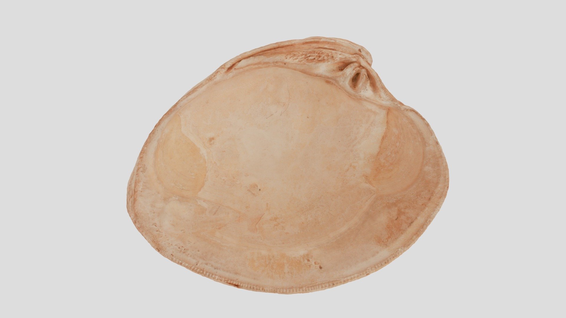 Mercenaria sp.
