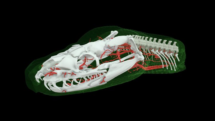 Test snake head 3D Model