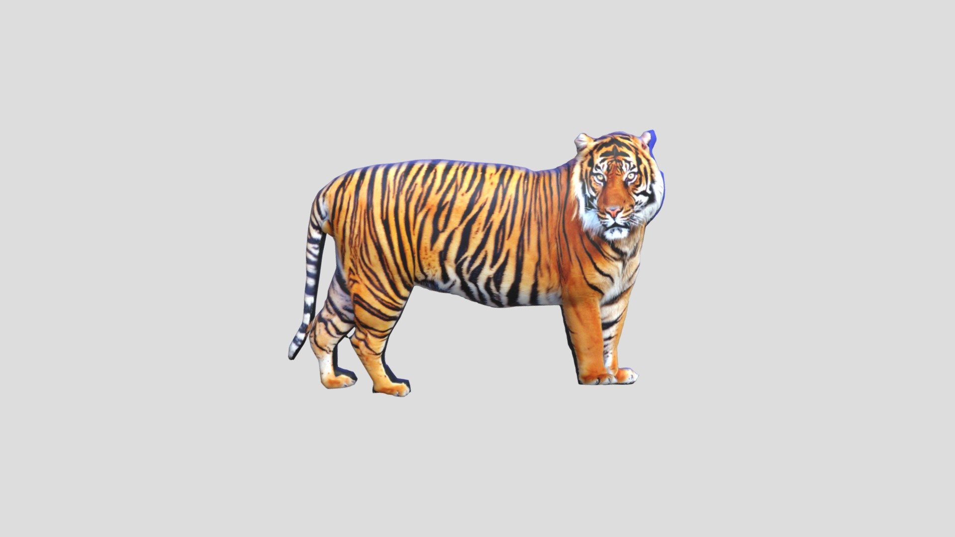 Harimau - 3D model by varinahandayani5 [118106f] - Sketchfab