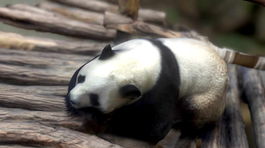 Giant Panda - 3D model by AdrianCostea [1181861] - Sketchfab