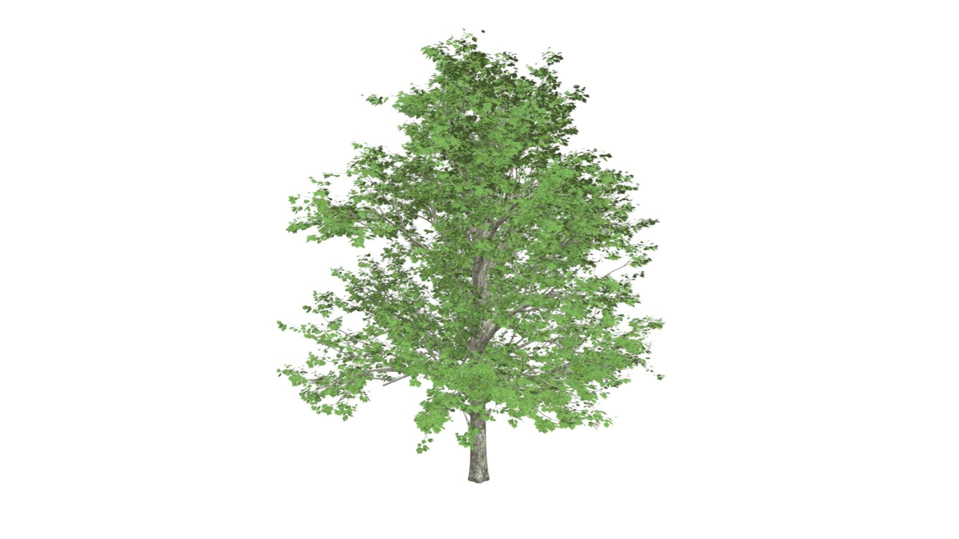 Red Maple Tree #01 - Buy Royalty Free 3D model by meshshape [11827ec ...