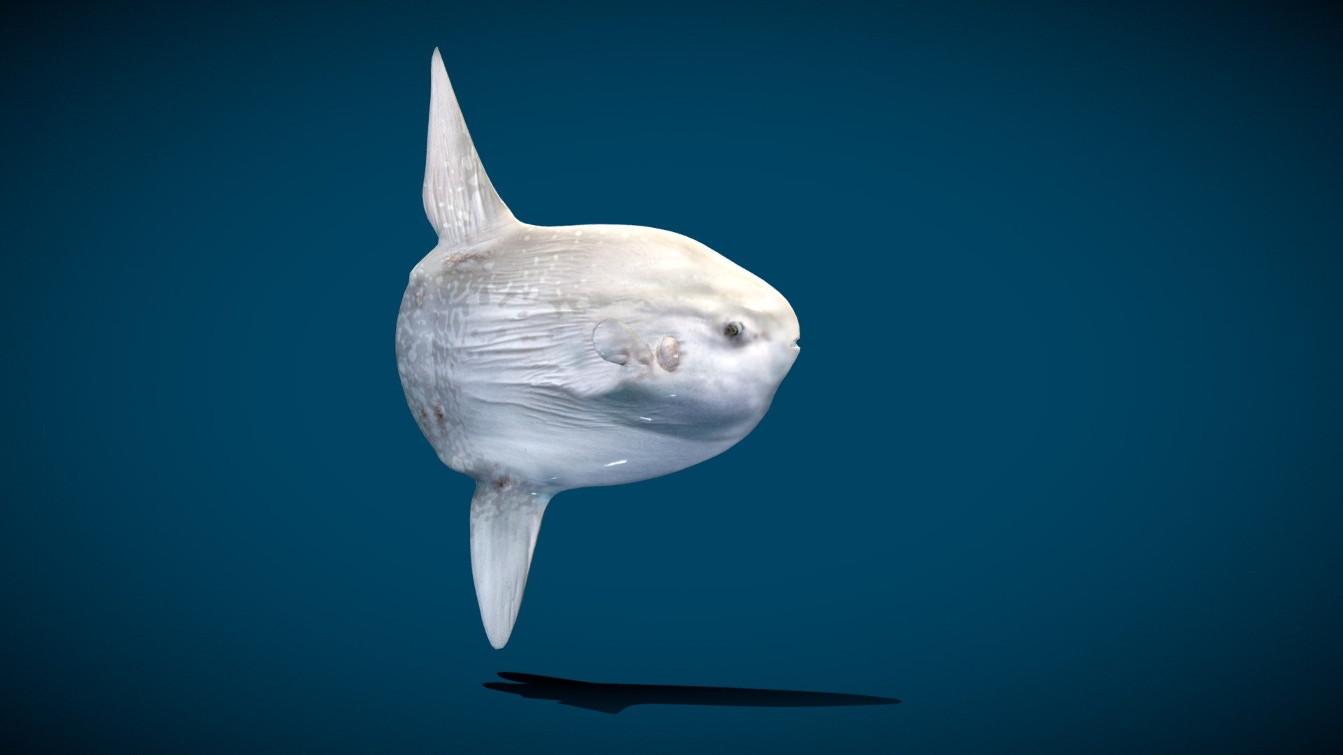 Ocean Sunfish Mola - Buy Royalty Free 3D model by Nyilonelycompany  (@Nyilonelycompany) [1182afe]