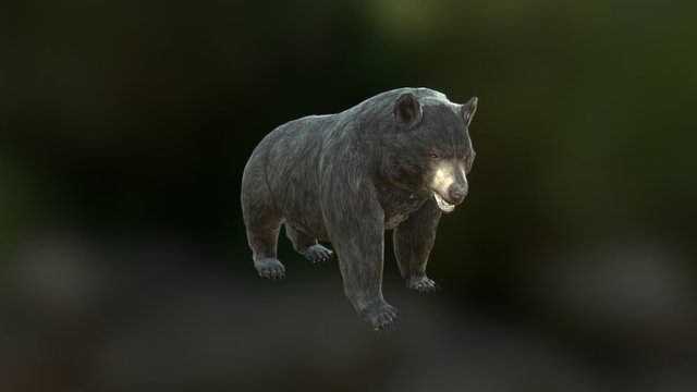 Baribal bear 3D Model