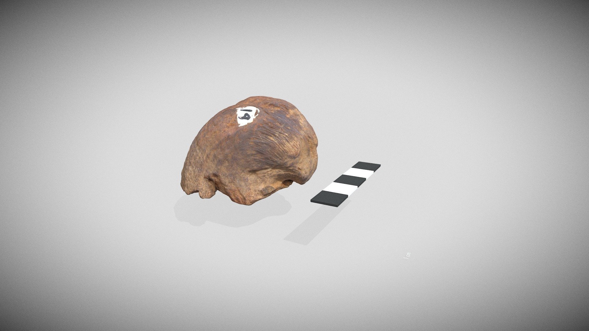 brachiopod