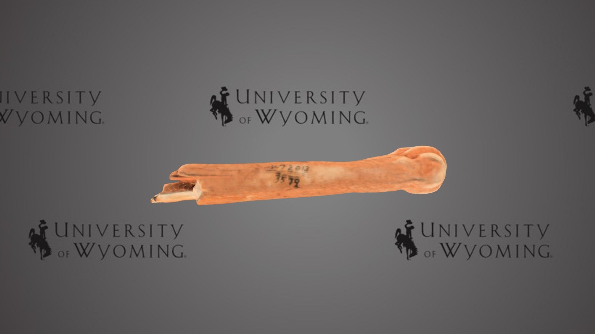 UW 3579 B - Ovis canadensis, Metatarsal III